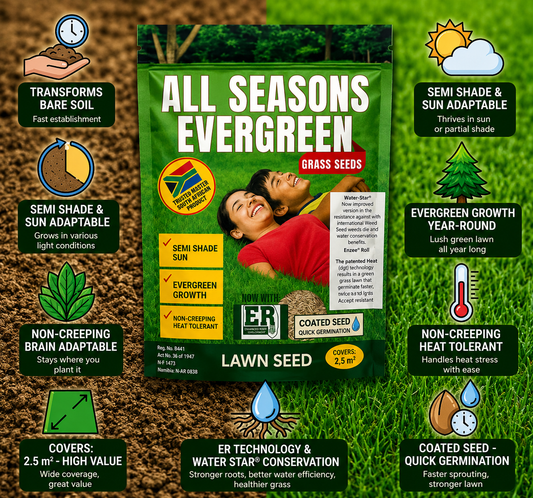 All Season Evergreen Grass Seeds (Buy 1 Get 1 Free)